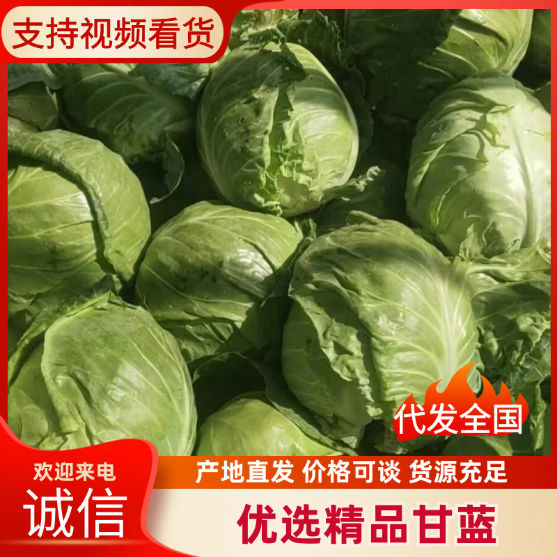 【推荐】安徽宿州精品甘兰大量供应电商市场全国