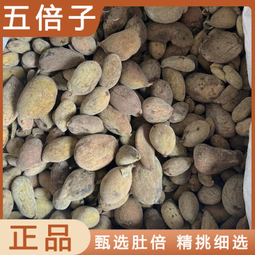 五倍子干货中药材干净无杂质欢迎选购！