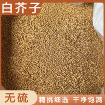白芥子干货干净无杂质常年经营各种中药材