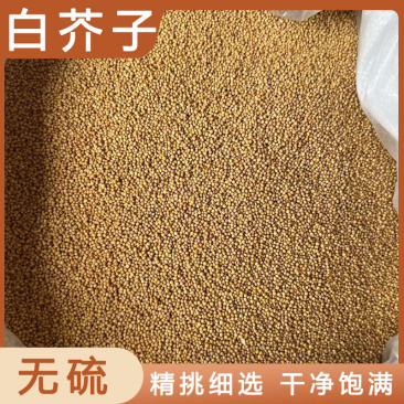 白芥子干货干净无杂质常年经营各种中药材