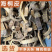 海桐皮优质海桐皮无硫货产地直发一手货源批发各种中药材