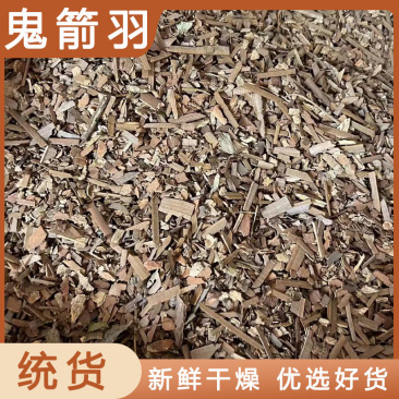 【鬼箭羽】鬼箭羽各种规格物美价廉产地直供