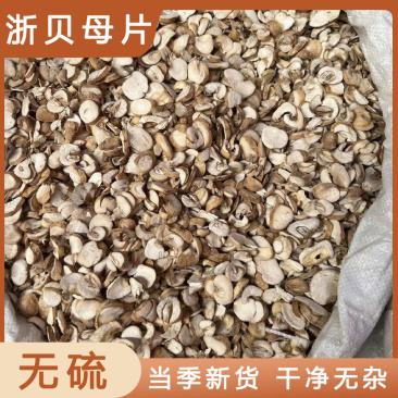 贝母浙贝母浙江无硫贝母个子大贝片