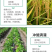 《哈茨木霉菌》包邮,土传病害克星,有效活菌20亿/克厂家