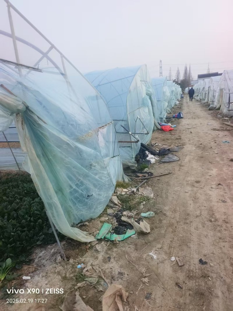 菠菜产地直供大量有货协助装车品质保证