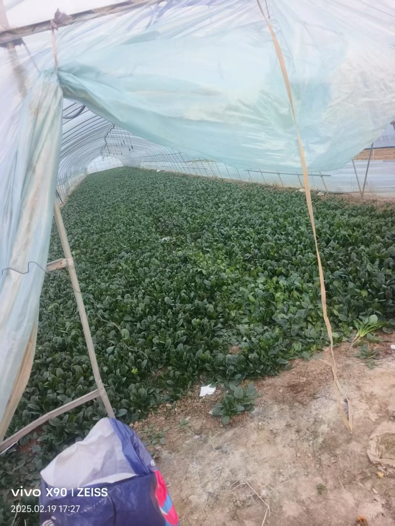 菠菜产地直供大量有货协助装车品质保证