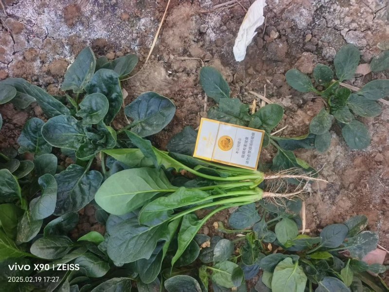 菠菜产地直供大量有货协助装车品质保证