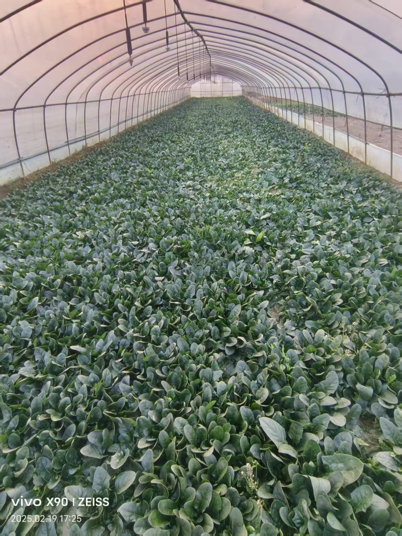 菠菜产地直供大量有货协助装车品质保证