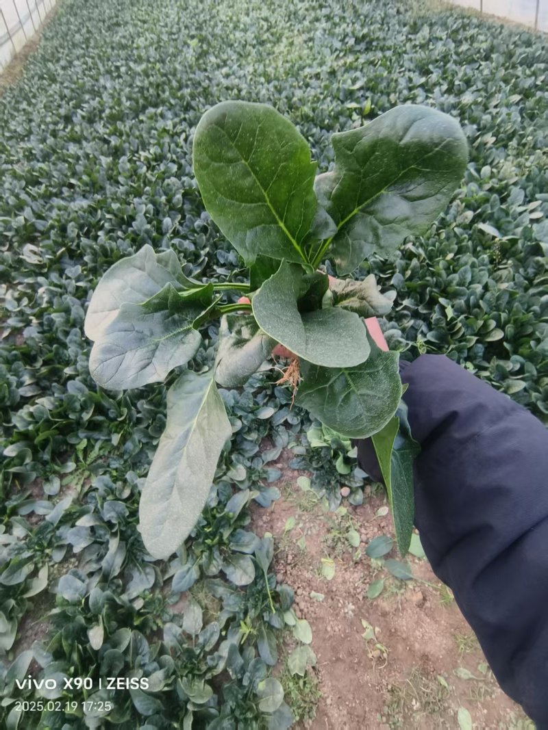 菠菜产地直供大量有货协助装车品质保证