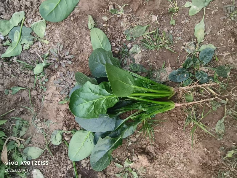 菠菜产地直供大量有货协助装车品质保证