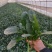 菠菜产地直供大量有货协助装车品质保证