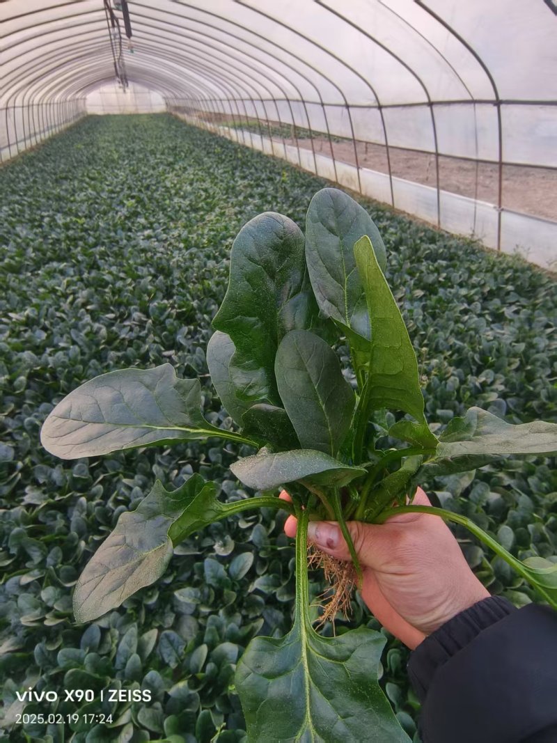 菠菜产地直供大量有货协助装车品质保证