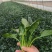 菠菜产地直供大量有货协助装车品质保证
