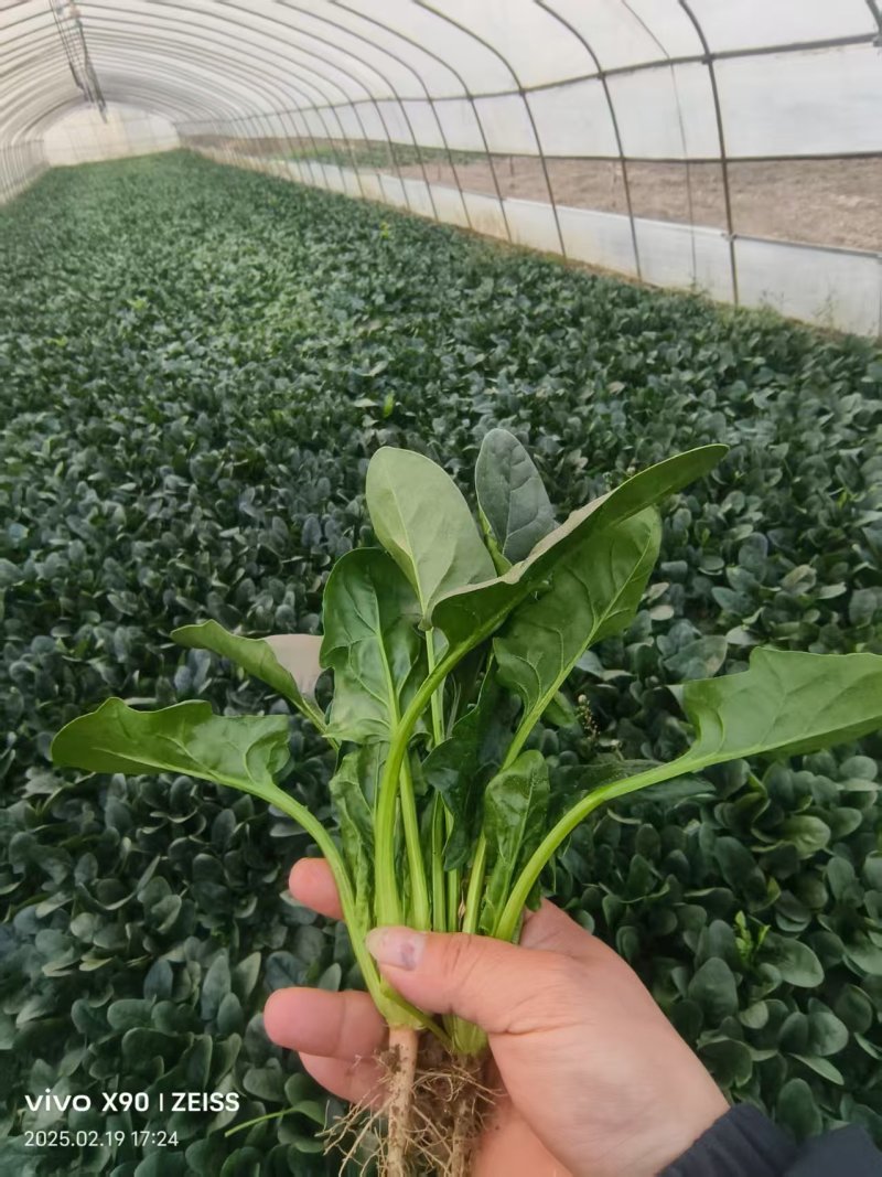 菠菜产地直供大量有货协助装车品质保证