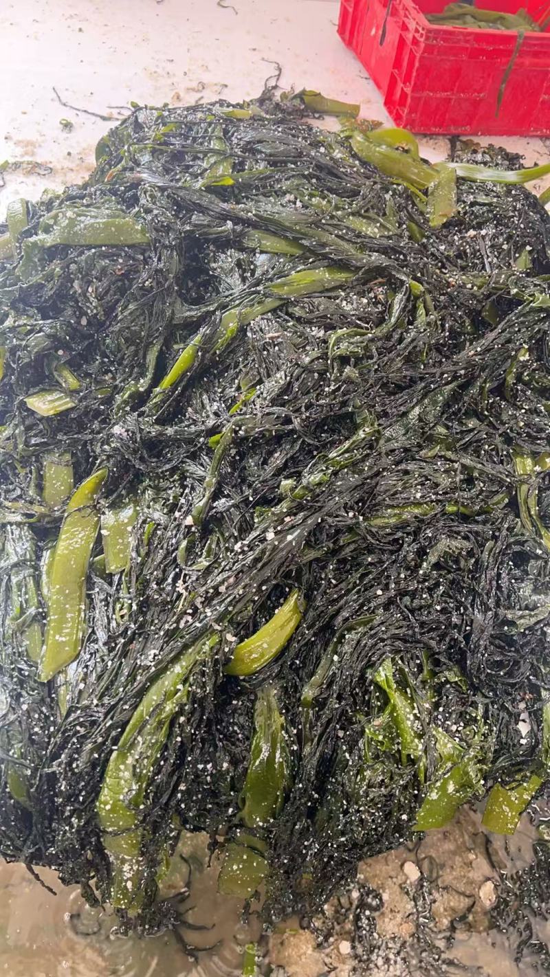 辽宁大连港口一手货源盐渍裙带菜全国接单批发餐饮，团购