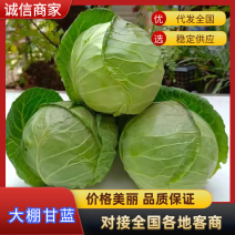 山东包菜/圆包菜/产地直发/质量三包/全国代办代收