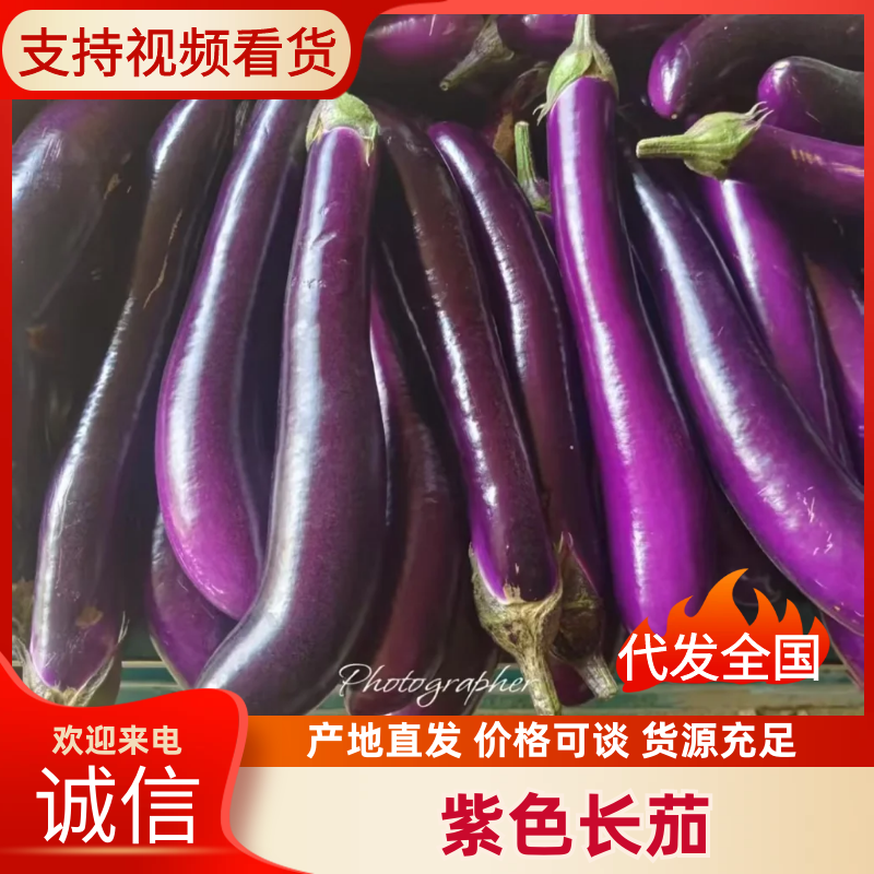 《精品推荐》山东长茄/紫色长茄/质量三包/供应电商，市场
