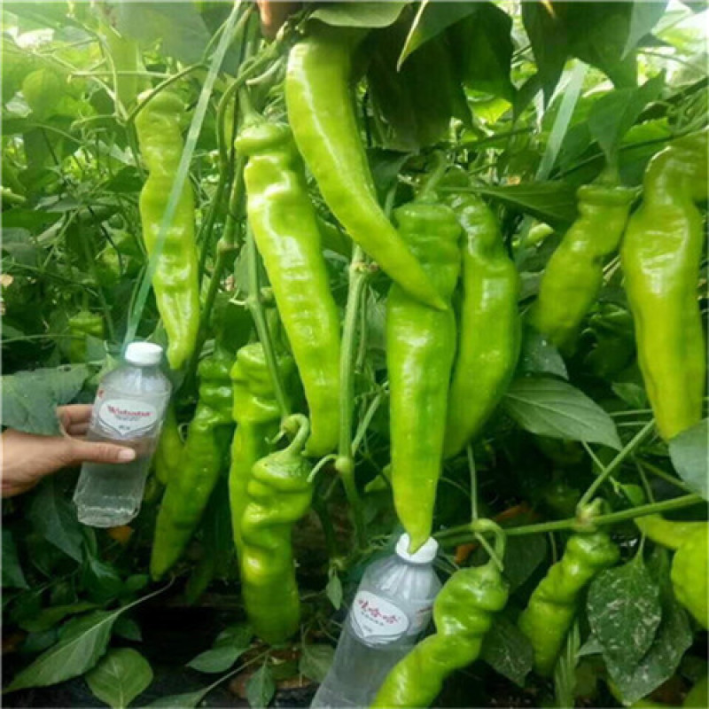 长椒208牛角椒种子黄绿皮尖椒种子长果型萧研辣椒种子