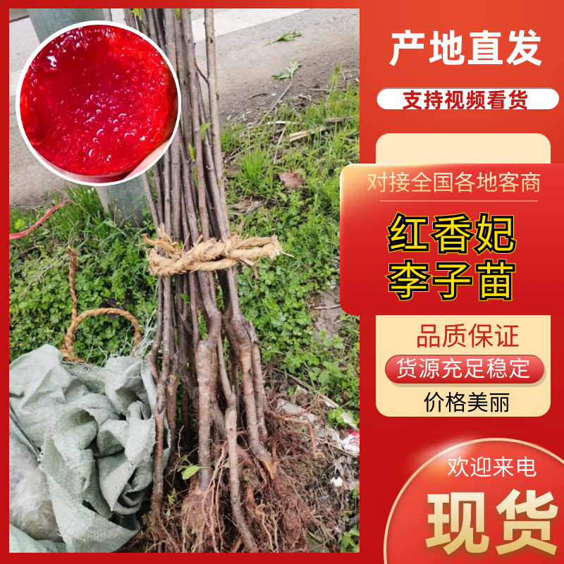 二代国峰7号李红香妃李苗九月晚熟大果味甜耐贮存