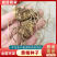 黄精苗，药材苗，多花黄精种苗，基地直供成活率高，包技术