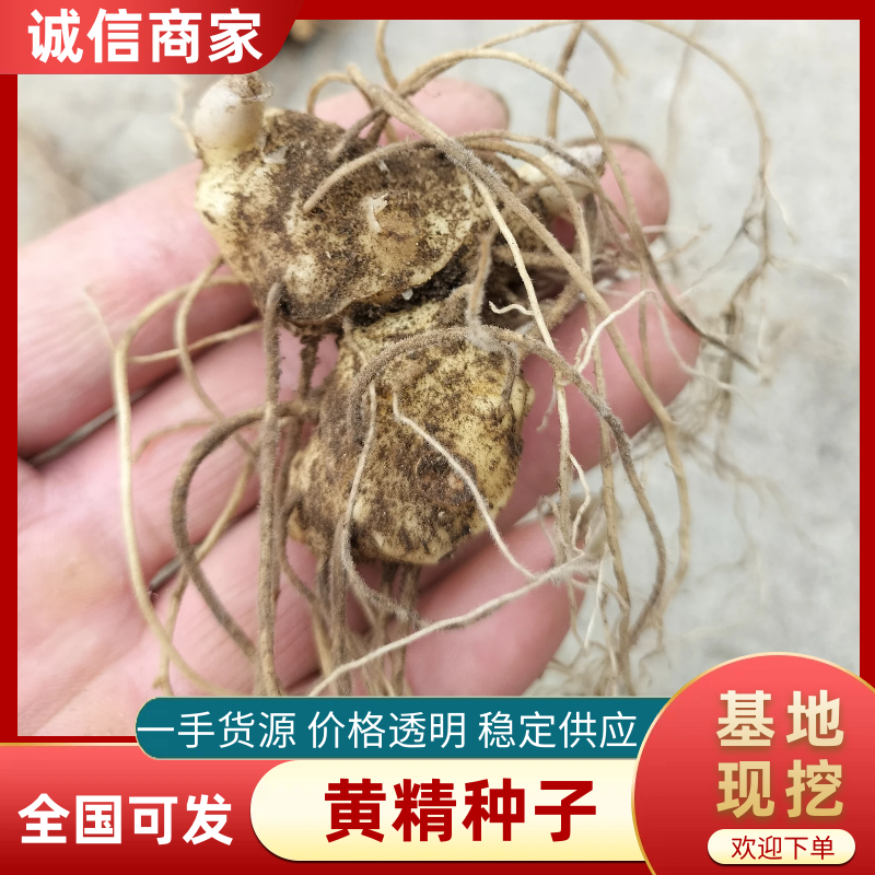黄精苗，药材苗，多花黄精种苗，基地直供成活率高，包技术