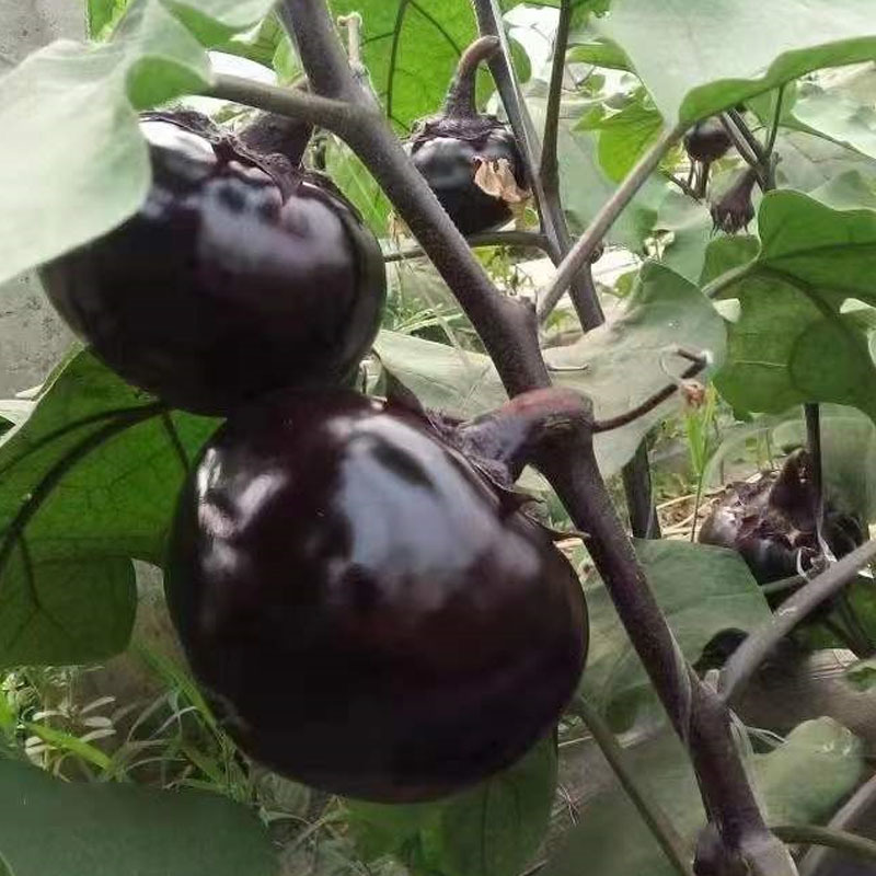 开泰圆茄种子超大果型色泽黑亮果肉细腻高产育苗厂基地