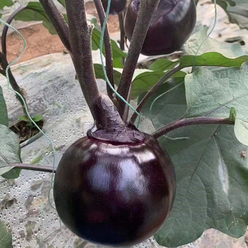 开泰圆茄种子超大果型色泽黑亮果肉细腻高产育苗厂基地
