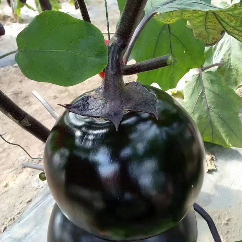 开泰圆茄种子超大果型色泽黑亮果肉细腻高产育苗厂基地