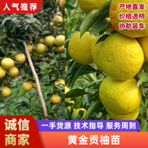 黄金贡柚枝条，可先买样品果后买枝条，提供管理技术