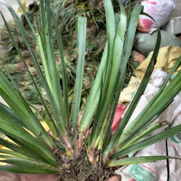 石菖蒲，石菖蒲种苗基地直供现挖现卖技术指导
