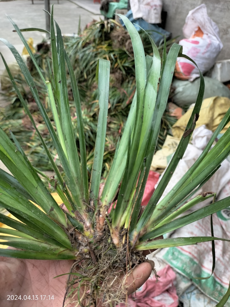 石菖蒲，石菖蒲种苗基地直供现挖现卖技术指导