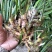 石菖蒲，石菖蒲种苗基地直供现挖现卖技术指导