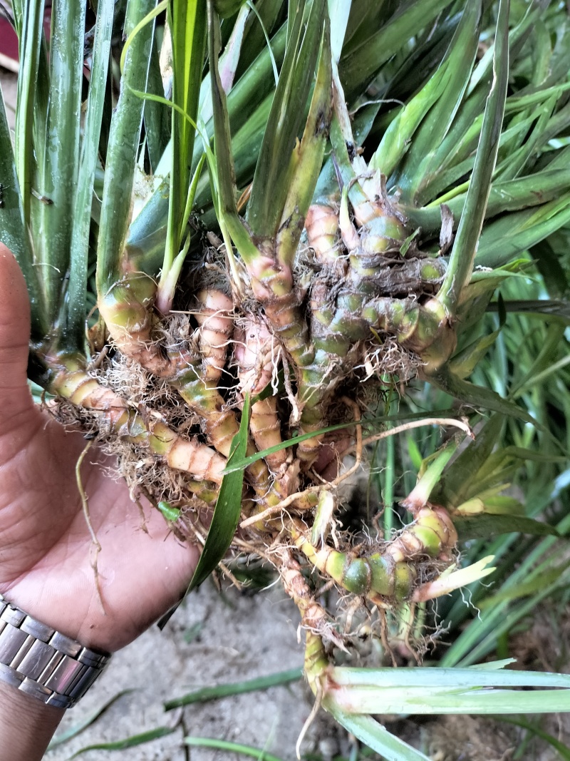 石菖蒲，石菖蒲种苗基地直供现挖现卖技术指导
