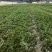 石菖蒲，石菖蒲种苗基地直供现挖现卖技术指导