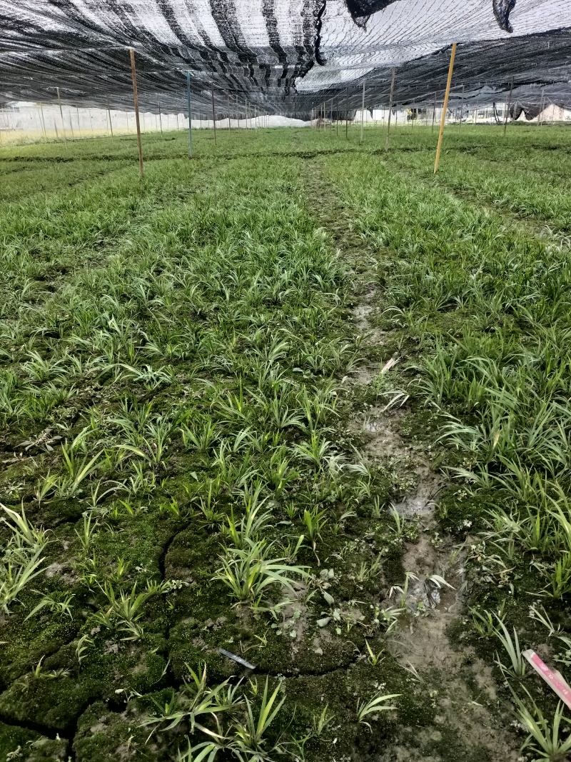 石菖蒲，石菖蒲种苗基地直供现挖现卖技术指导