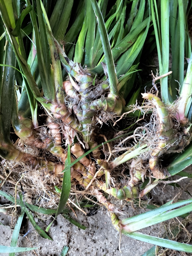 石菖蒲，石菖蒲种苗基地直供现挖现卖技术指导