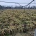 石菖蒲，石菖蒲种苗基地直供现挖现卖技术指导