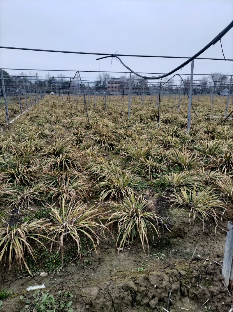 石菖蒲，石菖蒲种苗基地直供现挖现卖技术指导