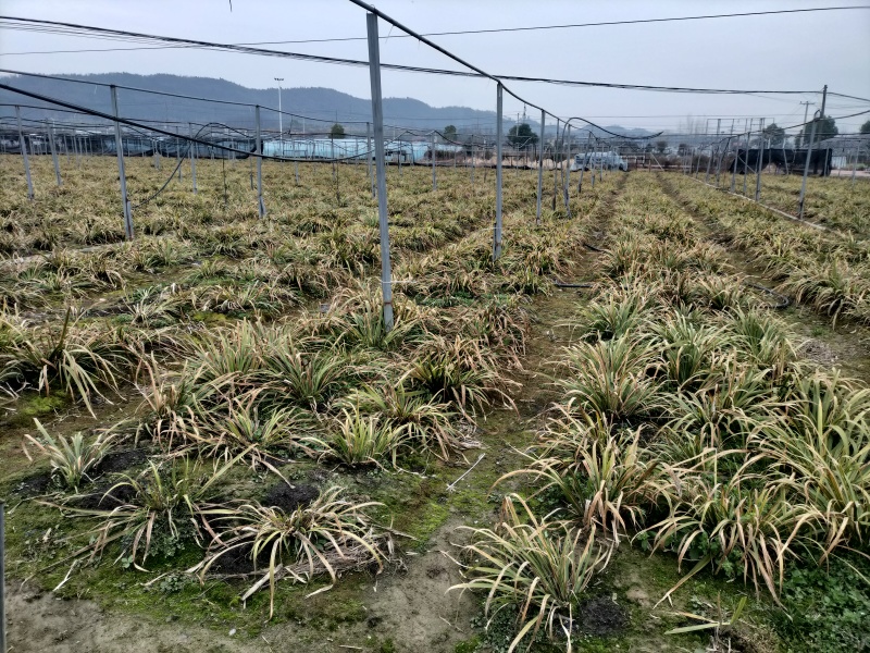石菖蒲，石菖蒲种苗基地直供现挖现卖技术指导