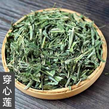穿心莲中药材批发穿心莲当季新货产地货源量大从优