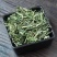 穿心莲中药材批发穿心莲当季新货产地货源量大从优