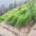 【推荐】云南楚雄天冬品质保证产地直供量大从优