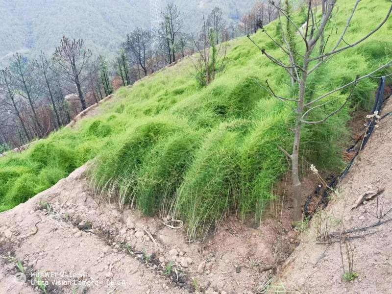 【推荐】云南楚雄天冬品质保证产地直供量大从优