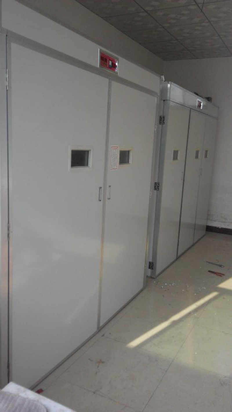 河北大三花鹅苗脱温鹅苗孵化场直发一手货源售后无忧