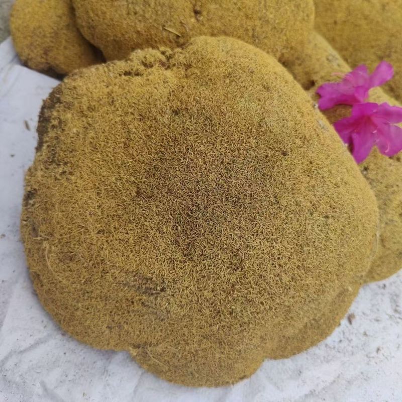 藏雪灵芝西藏雪灵芝批发