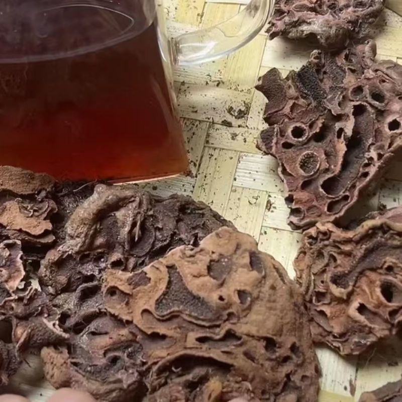 蚁巢灵芝蚁皇灵芝蚂蚁灵芝批发