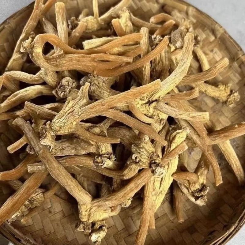 龙爪参龙爪参龙爪参龙爪参批发