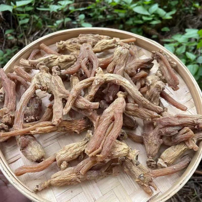 龙爪参龙爪参龙爪参龙爪参批发