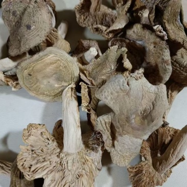 云南青头菌青头菌青头菌干货