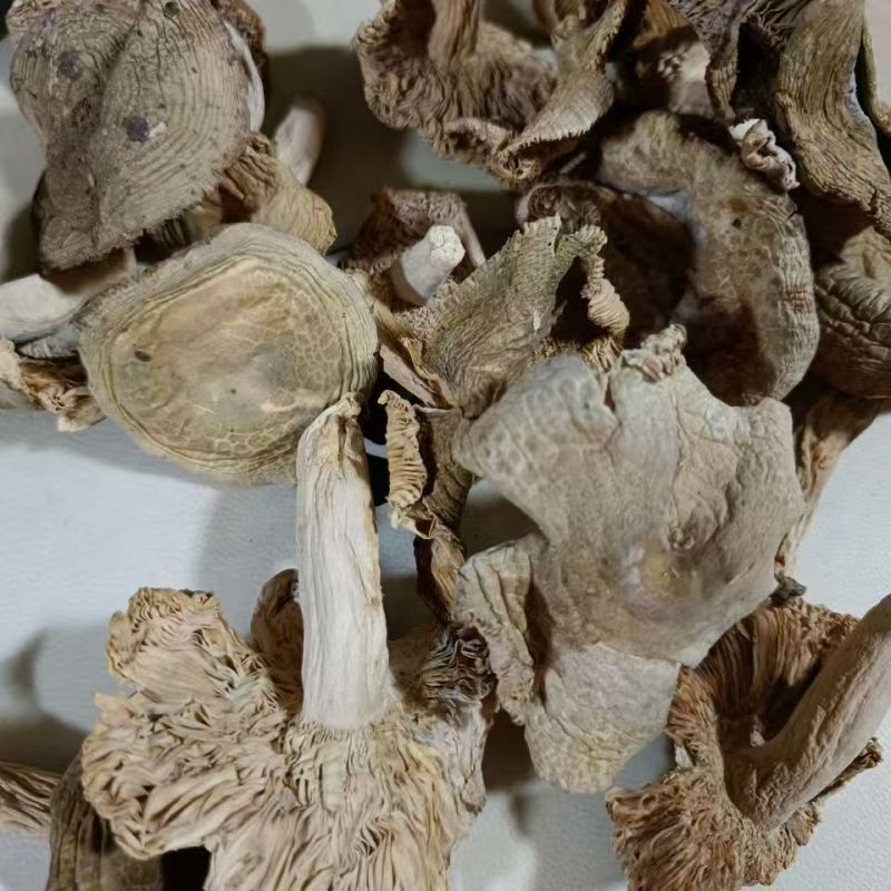 云南青头菌青头菌青头菌干货